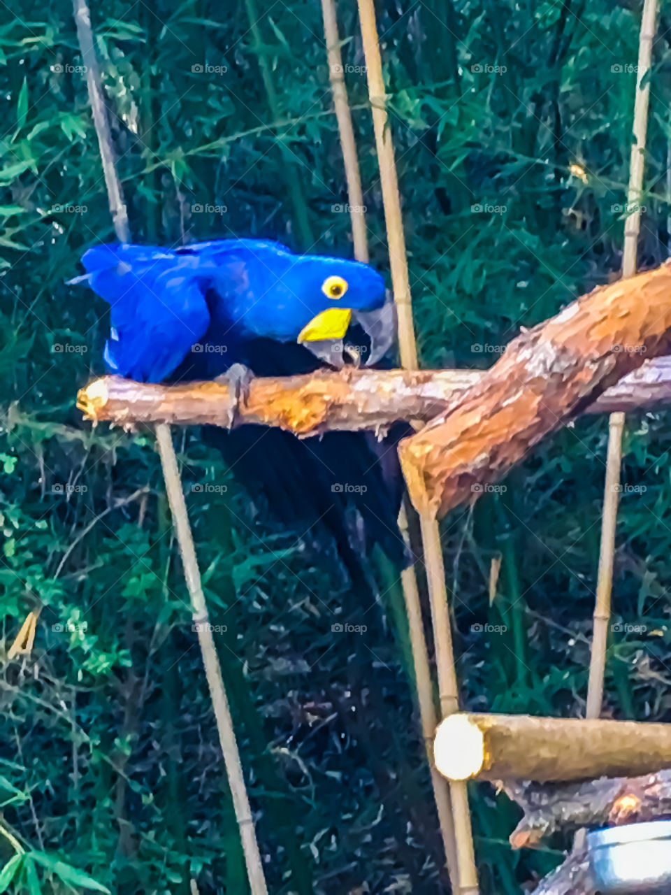 Birds of Color. Ft Worth, TX Zoo