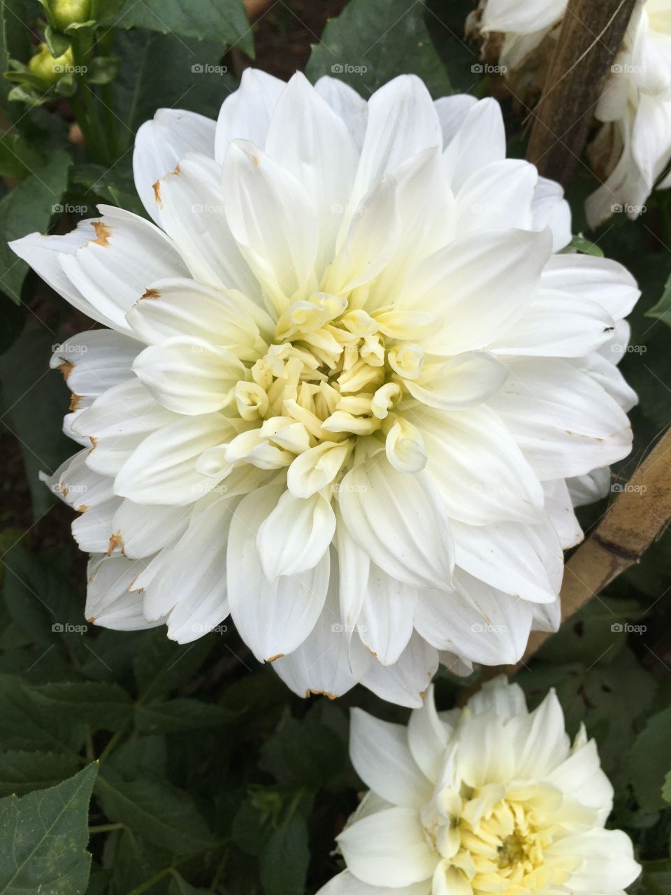 Whitey yellow flower 