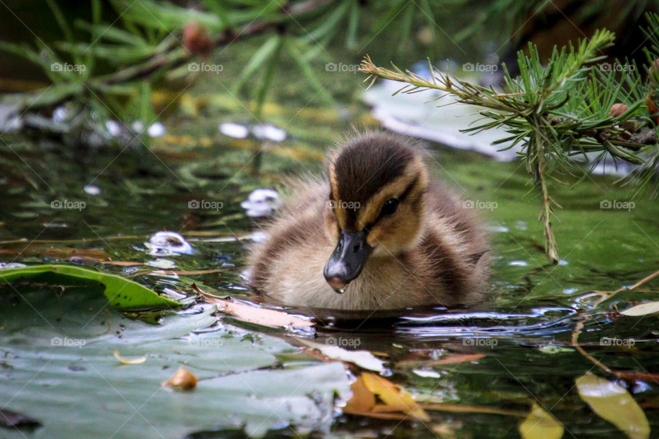 Cute little duckling