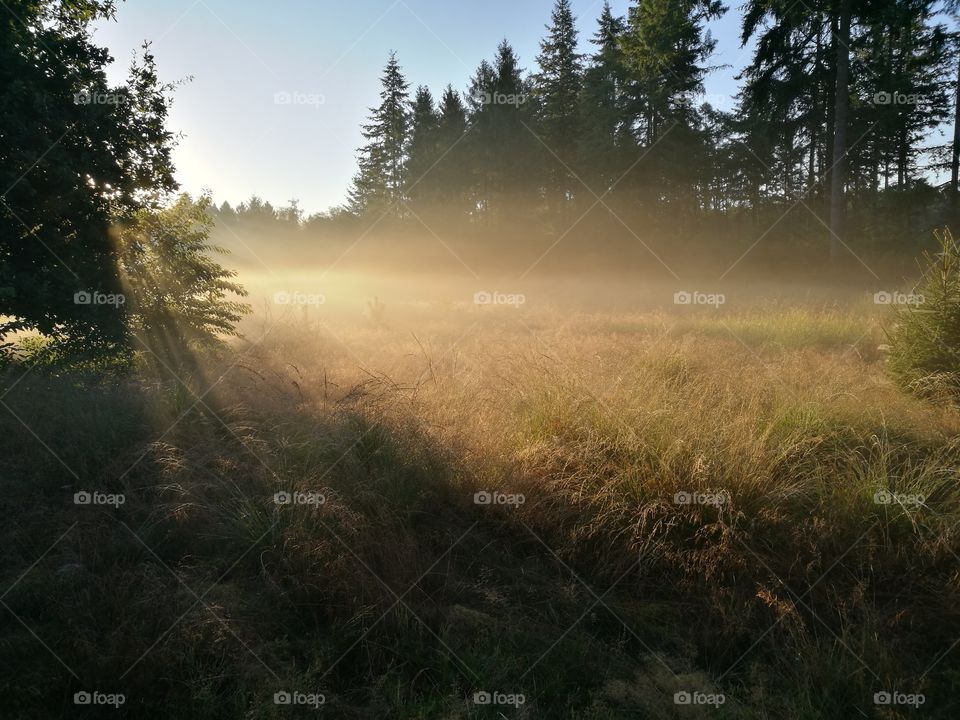 View of foggy morning