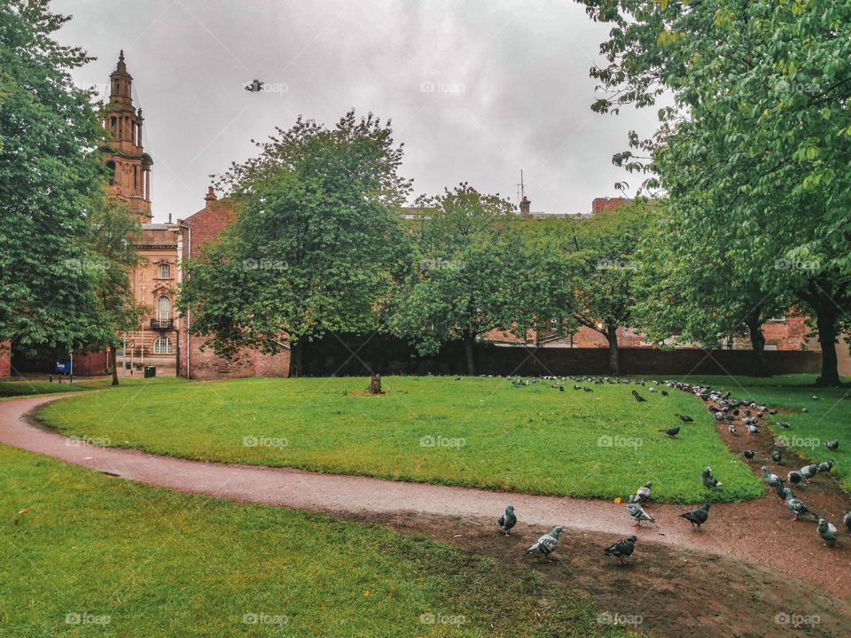 pigeons in city park