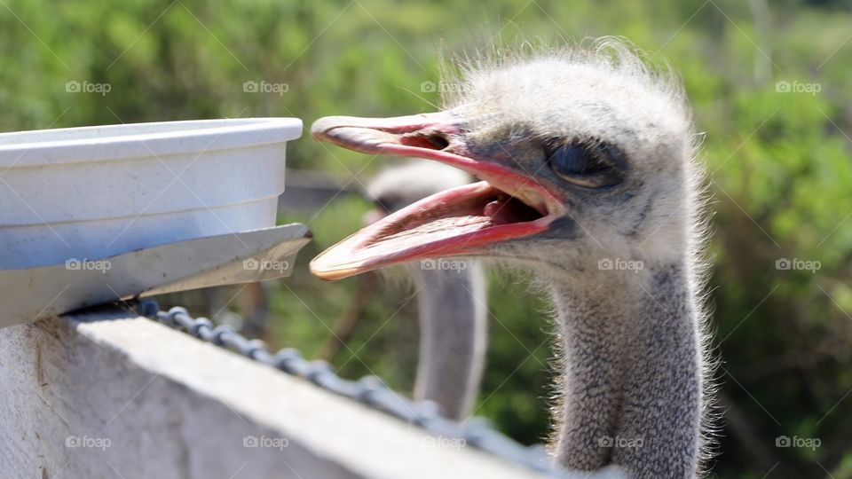 Ostrich and emu farm in Solvang, California. 