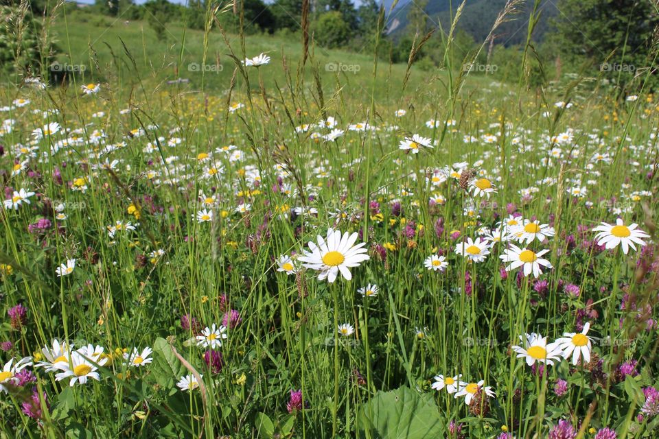 Daisies and clovers among wild flower meadows in the Carpathian mountains