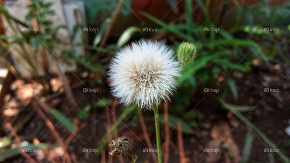 Sonchus Arvensis Flower - Bunga Tempuyung