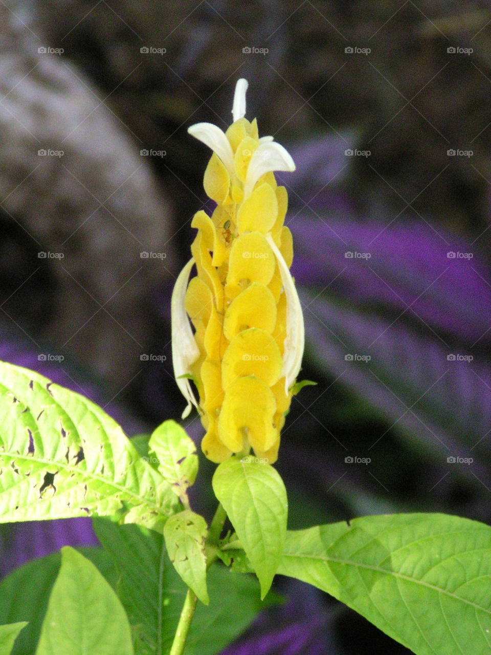 green yellow flower ant by Ross.stuff