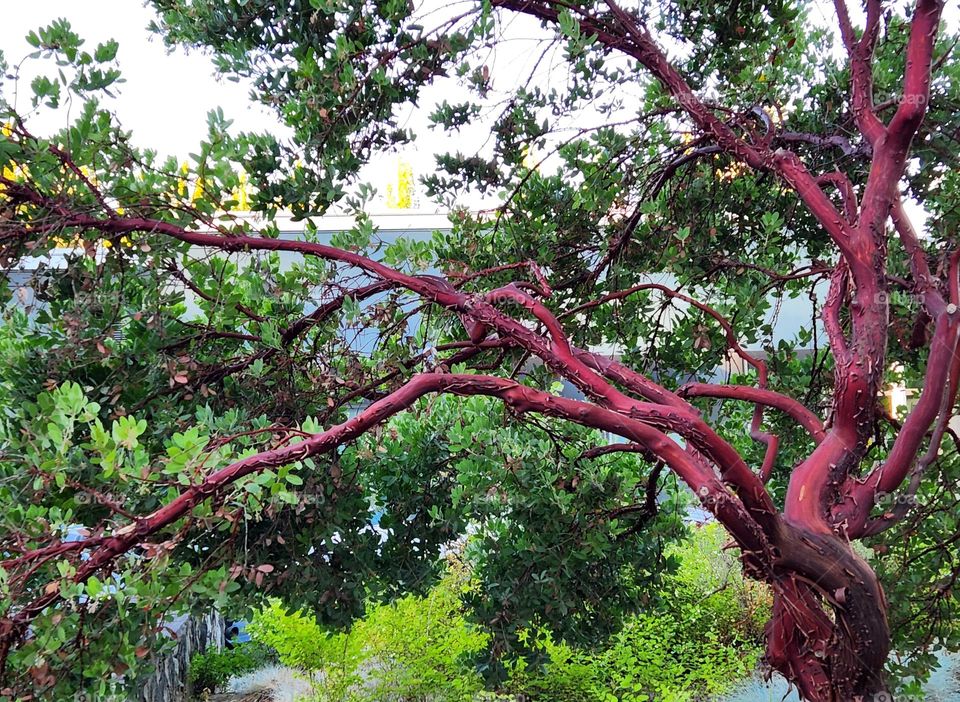 view of a bold pink tree in an Oregon park on a Summer afternoon surrounded by bright green leaves