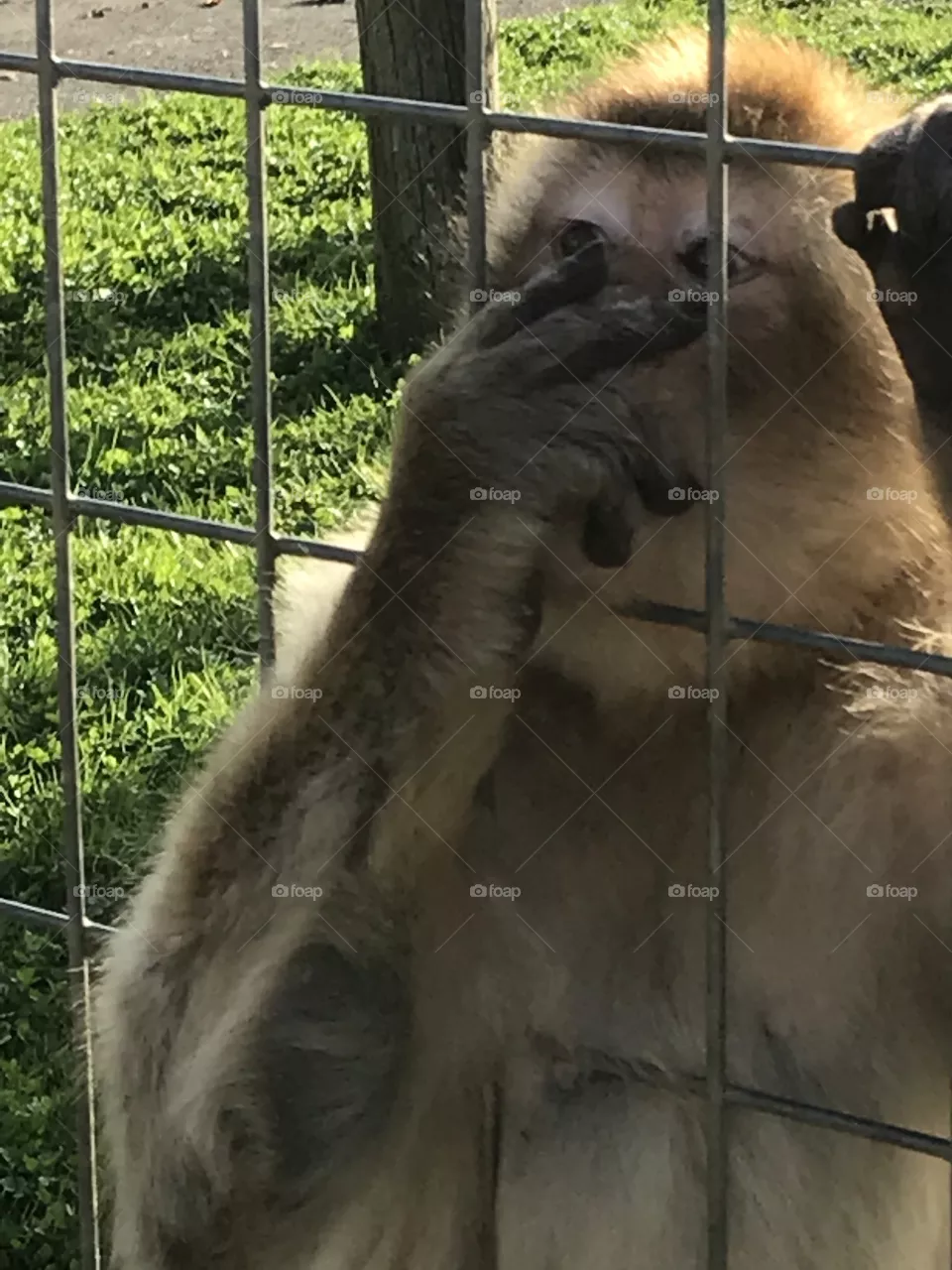 Monkey