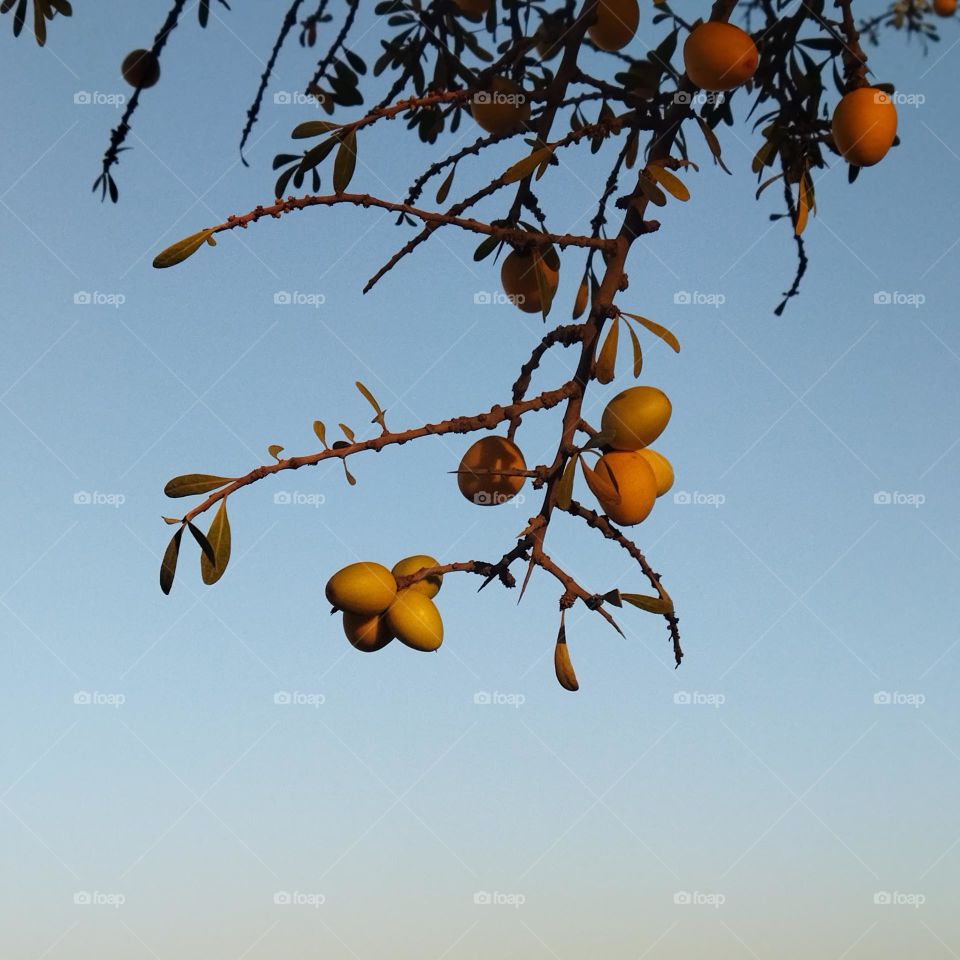 Beautiful argania spinosa at essaouira city in morocco.