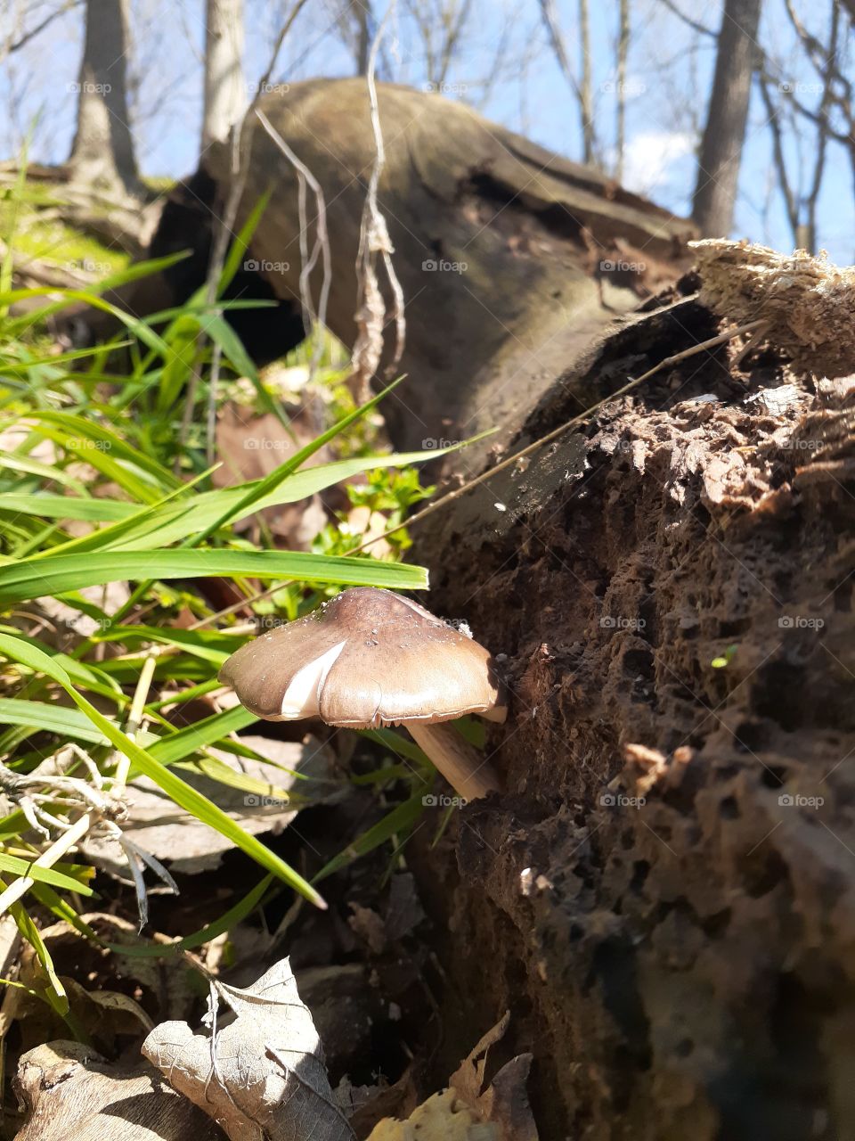 Missouri Mushrooms