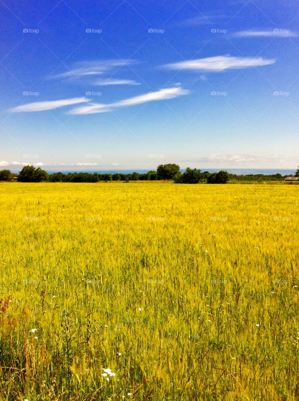 Yellow field, blue sky