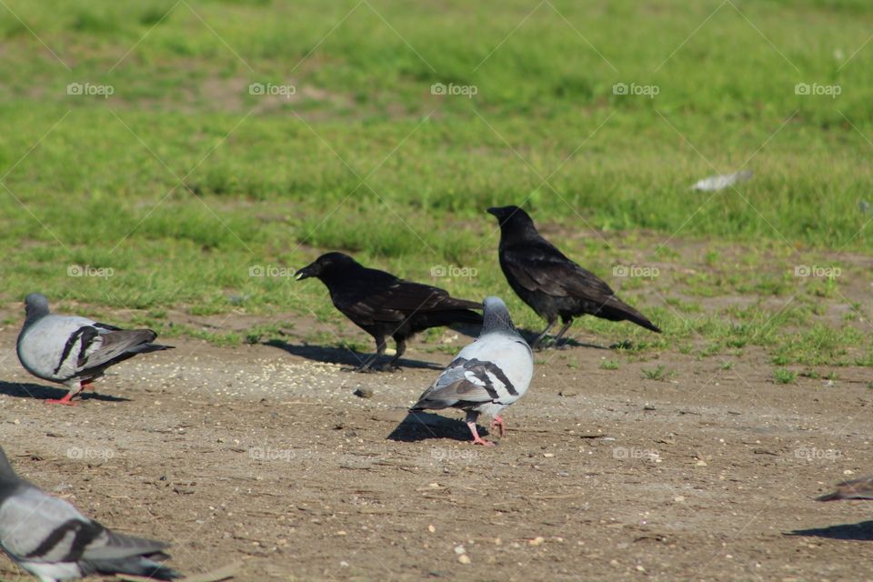 Bird, Wildlife, Animal, No Person, Pigeon