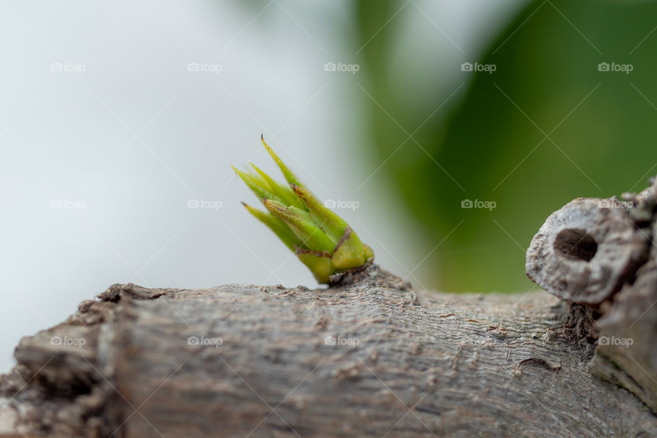 New leaf arises on the touch of spring