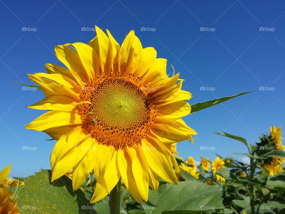 sunflower 