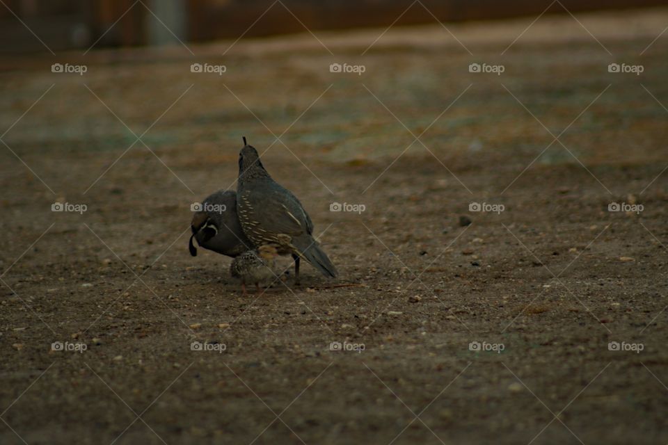 Family of quail