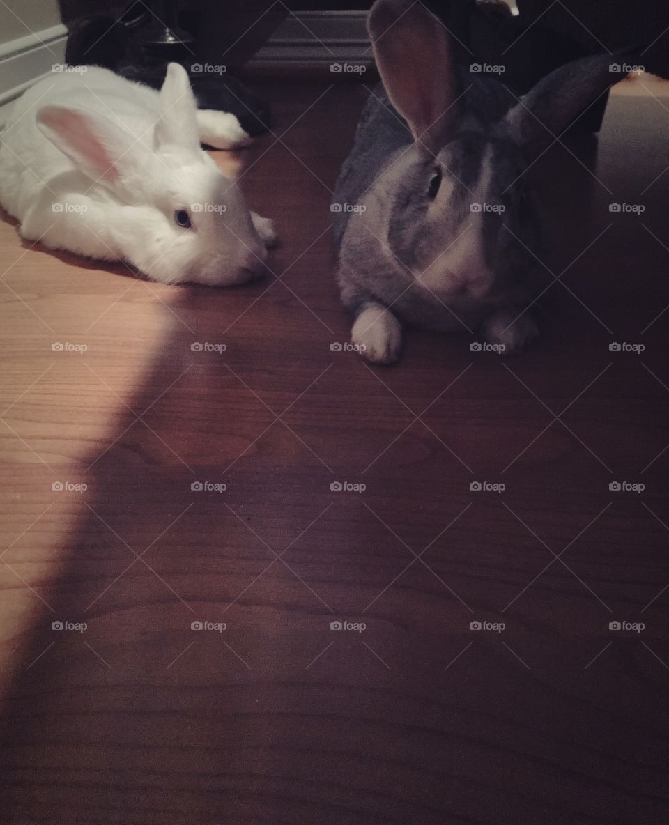 Lazy Bunny Friends