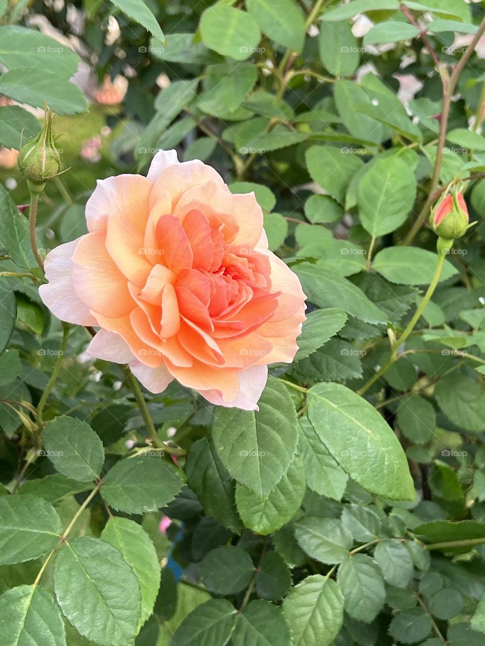 Orange rose in Yuanshan Flower Expo Park