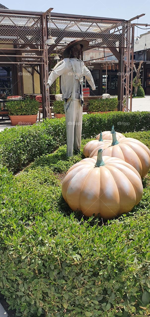 Scarecrow with pumpkins and green grass
