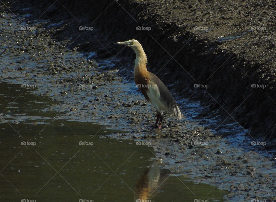 Javan pond heron. An egret category of wet land. Solitery looks for captured, but it's be going to interest for large community of egret. Yellow face with the old brown of the neck , throat , and old grey darken wings to the side of dorsal and whiteo