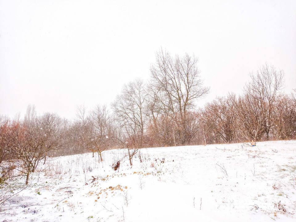 Winter forest. Snowfall.