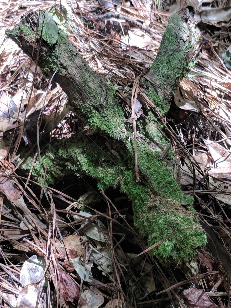 Moss Covered Tree Roots
