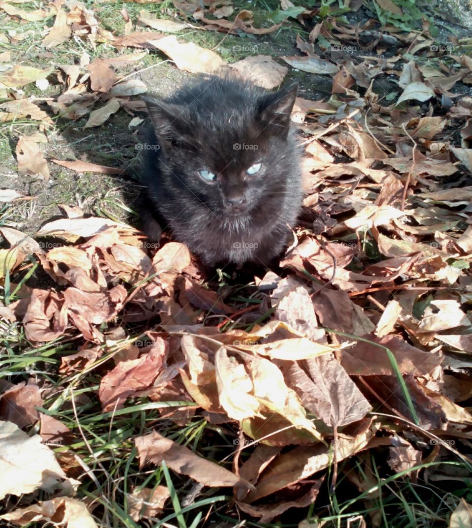 black kitten