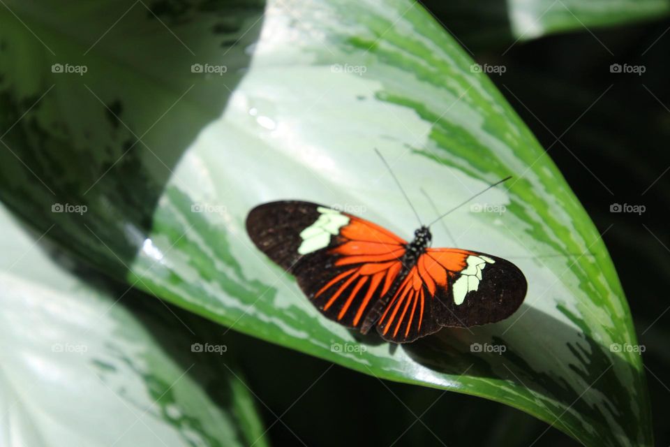 Butterfly from Key West Butterfly Conservatory 