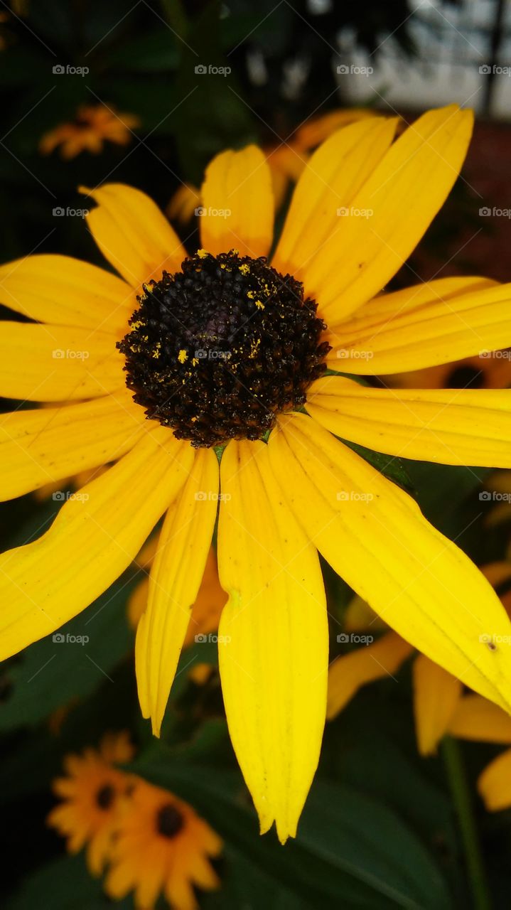 No Person, Nature, Flower, Flora, Summer