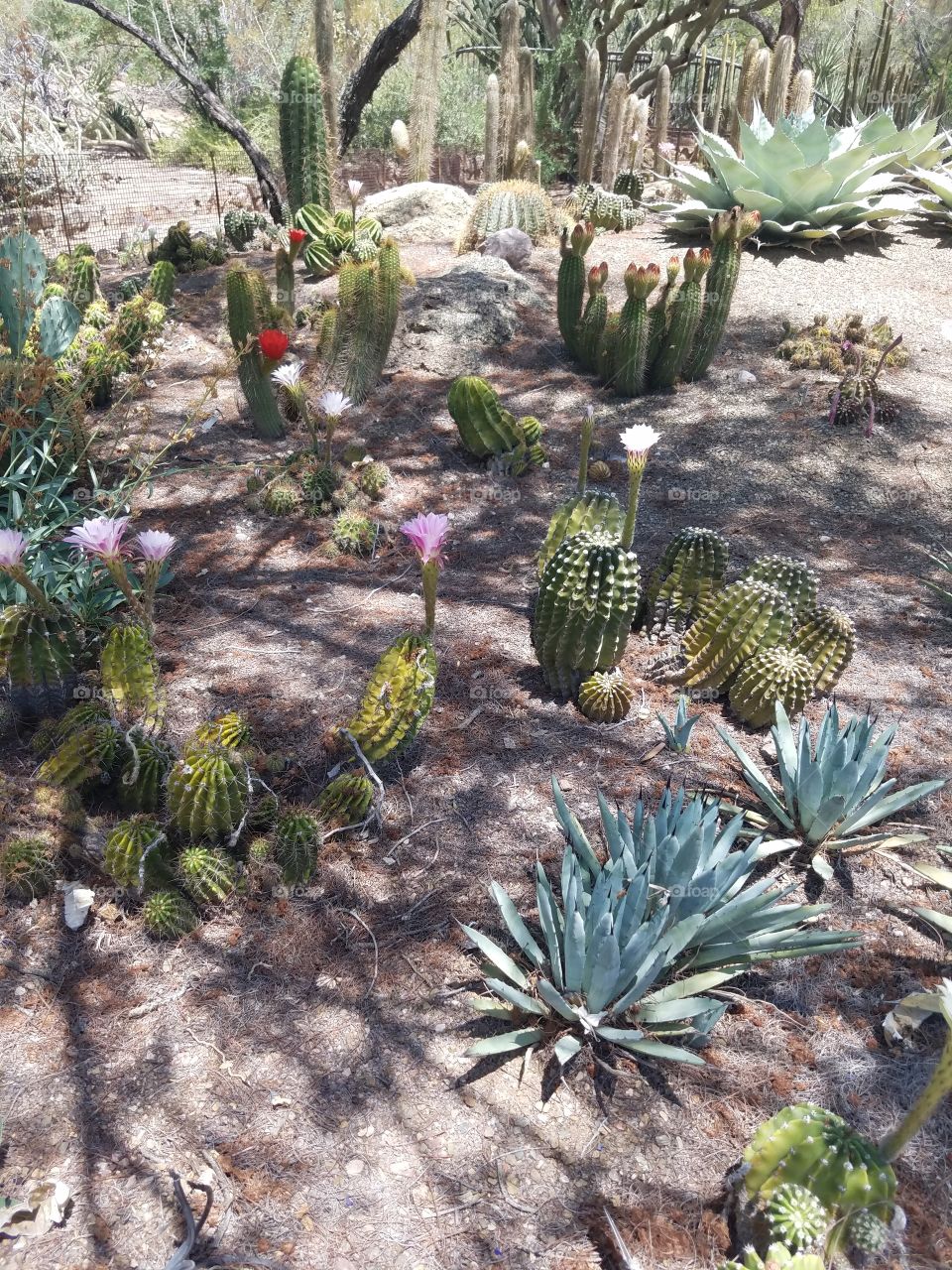 cactus flowers