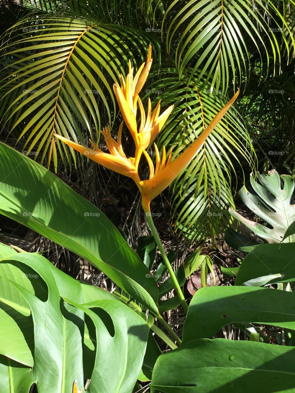 Heliconia golden torch flower