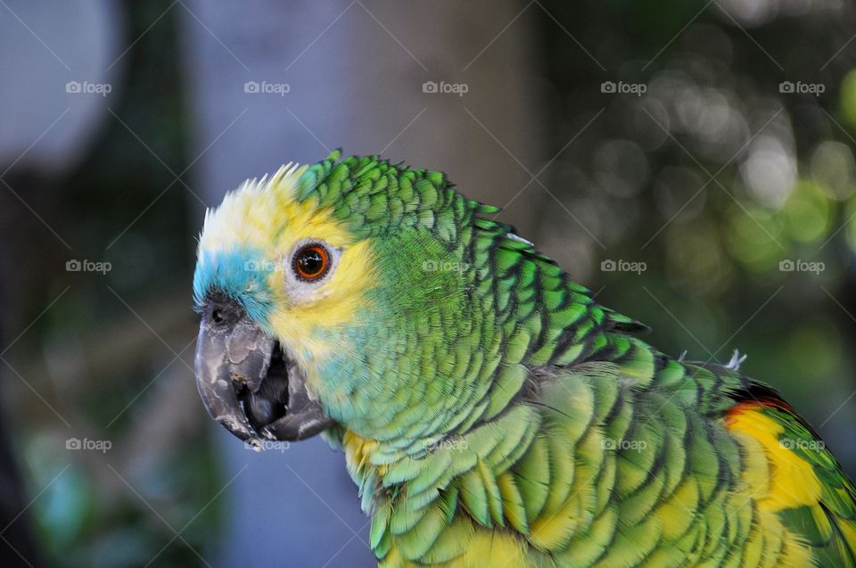 green parrot in Rimini