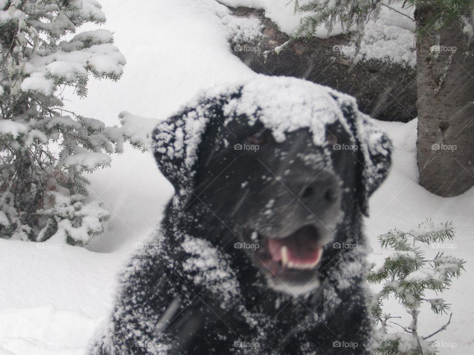 Snow dog