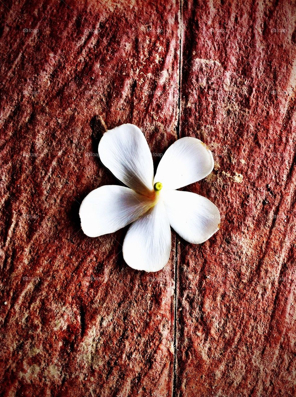 Plumeria in the ground