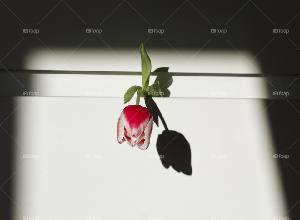 Red tulip sticking out of socks drawer and making a tulip shadow on the white drawer.