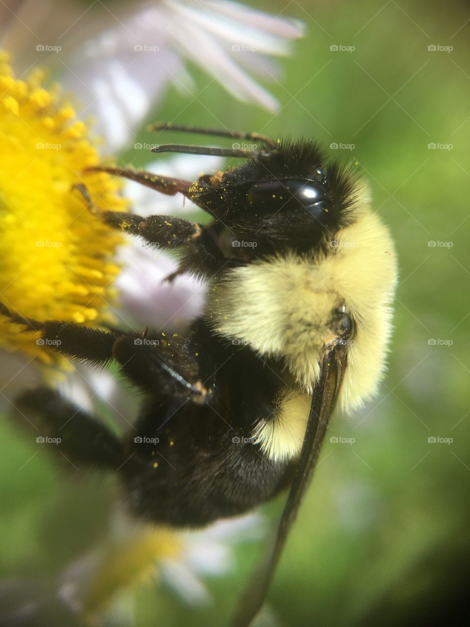 Fuzzy bumblebee collecting nectar