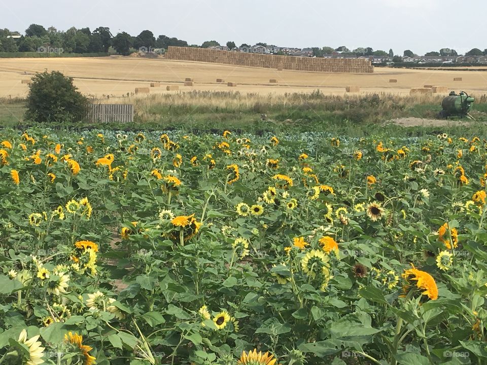 Sunflower fields 