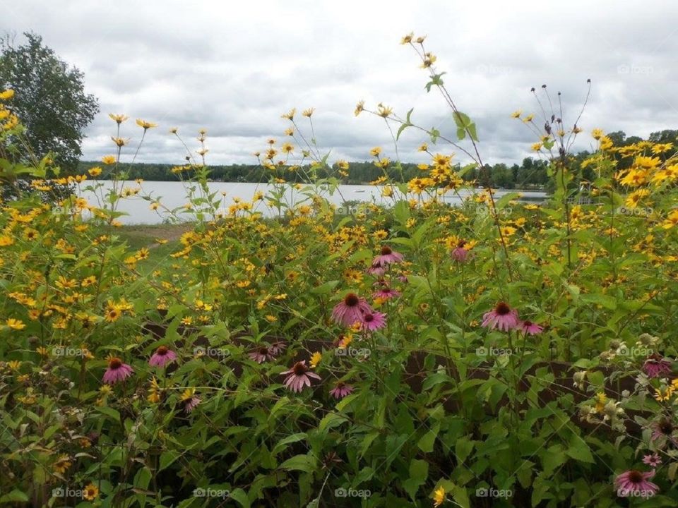 Wildflowers down by the river.