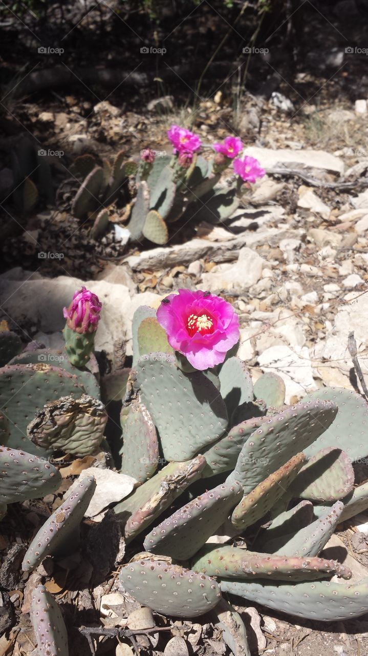 Cactus, Flower, Nature, Desert, Flora