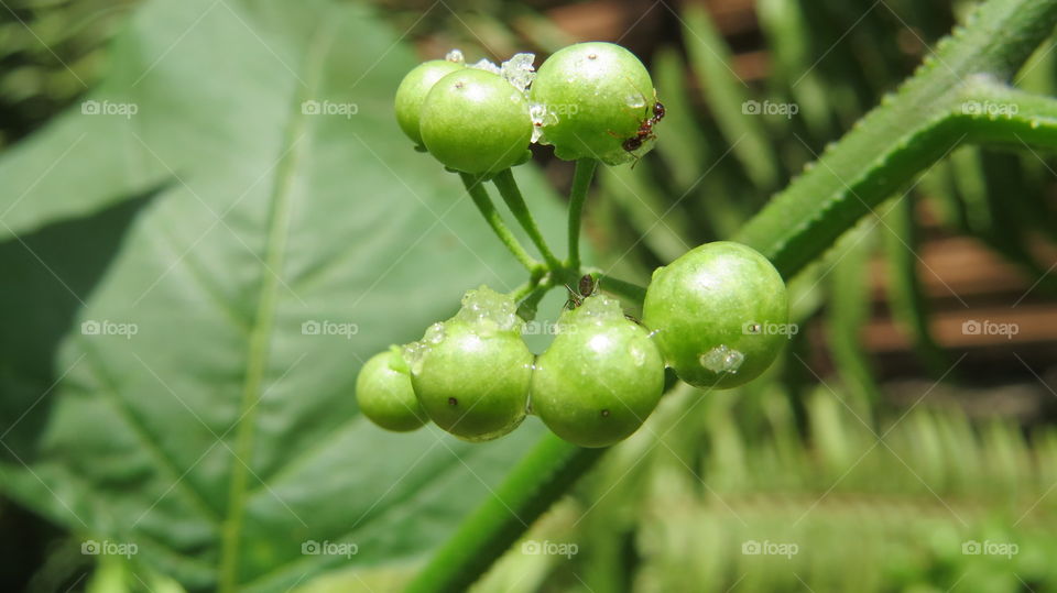 ants rapids in berries working in society and harvesting nectar on a sunny morning in Brazilian 

valdemira24
