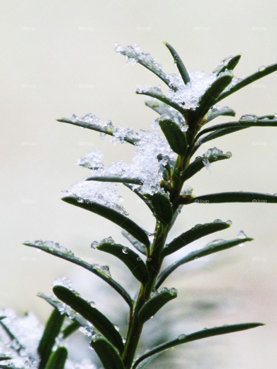 Frozen Branch