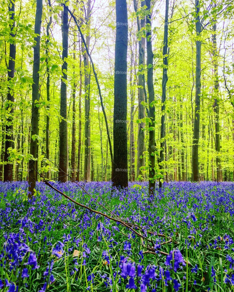Millions of purple flowers in a forest