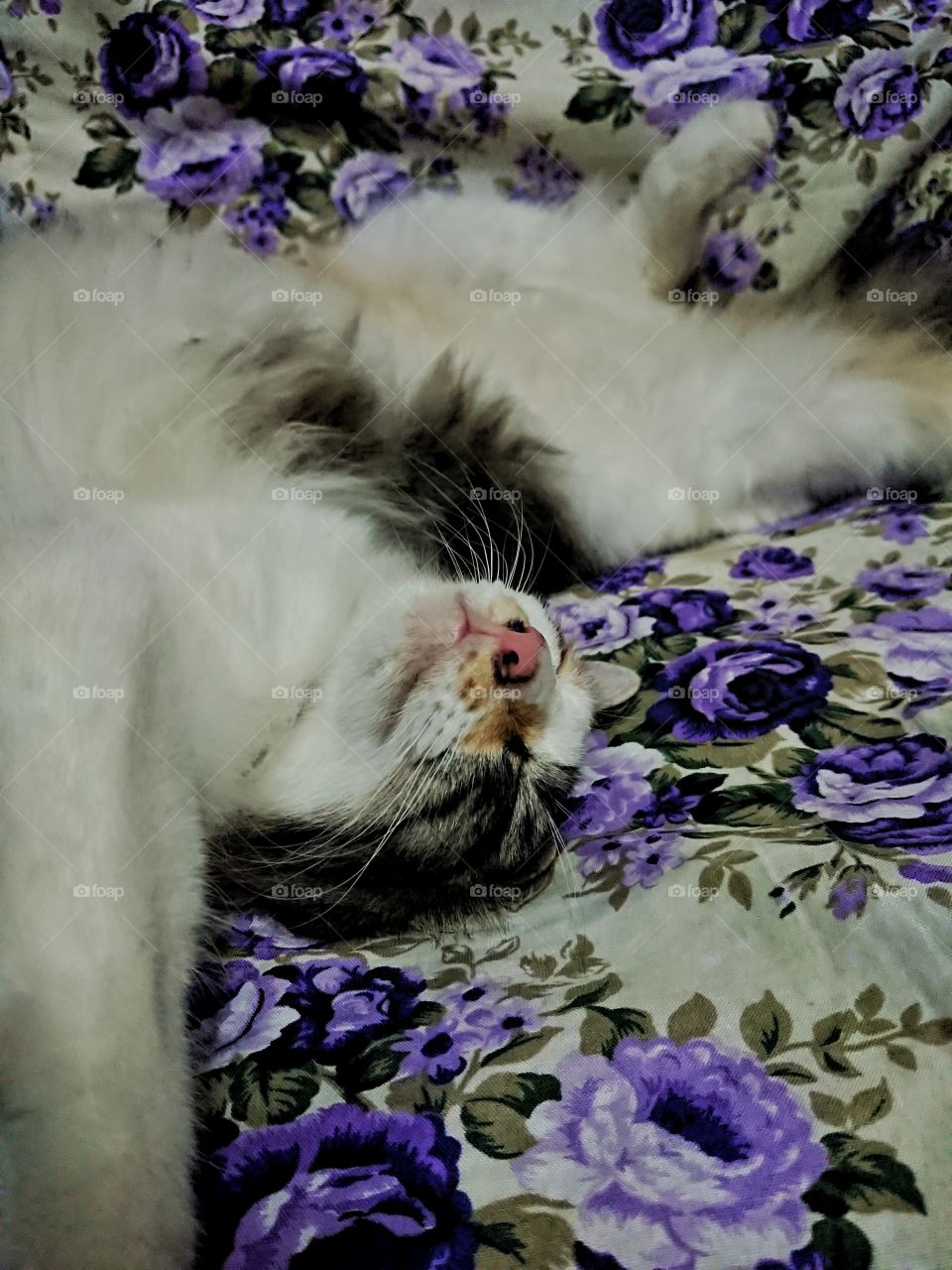 This is how most cat sleep