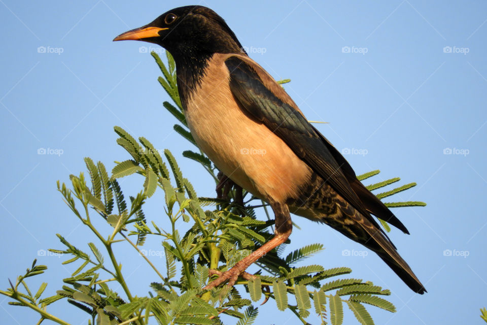 Amazing Bird #Vadodara #Incredible India