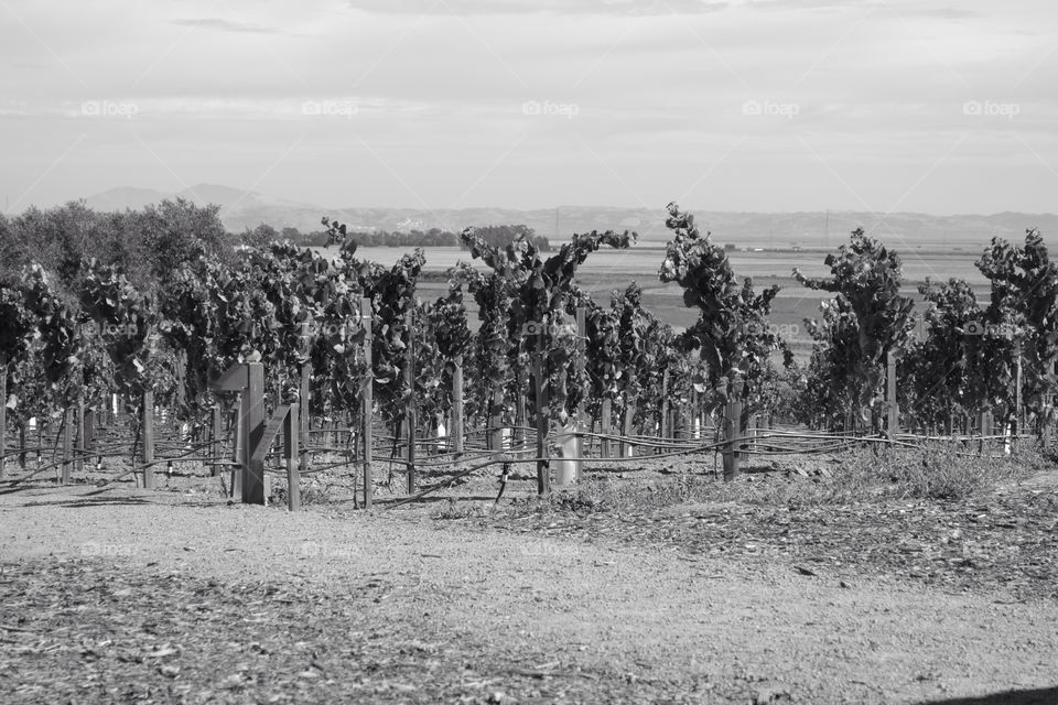vineyard california harvest grapes by logailschmitt