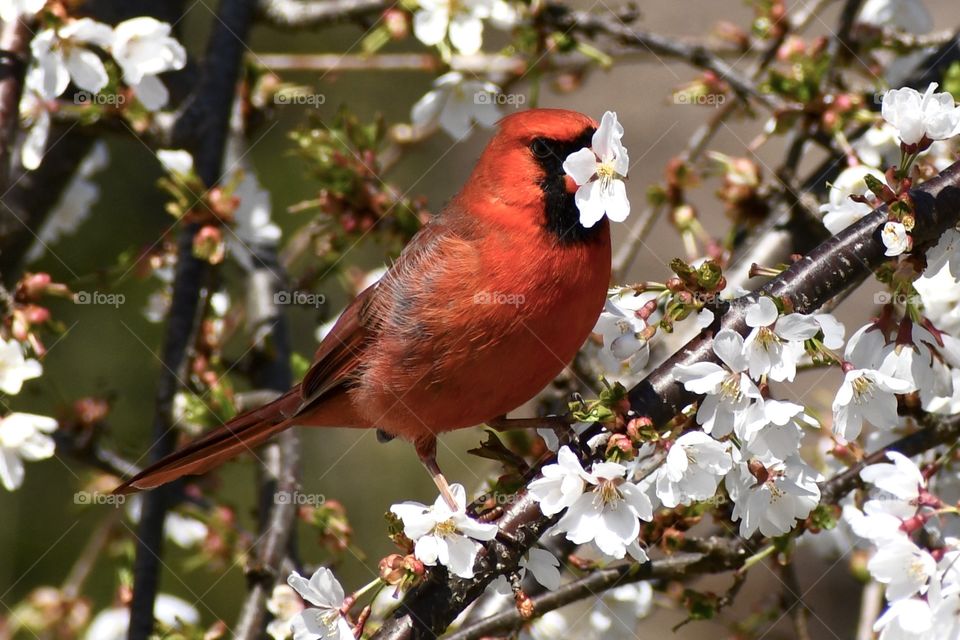 Cardinal with a flower 
