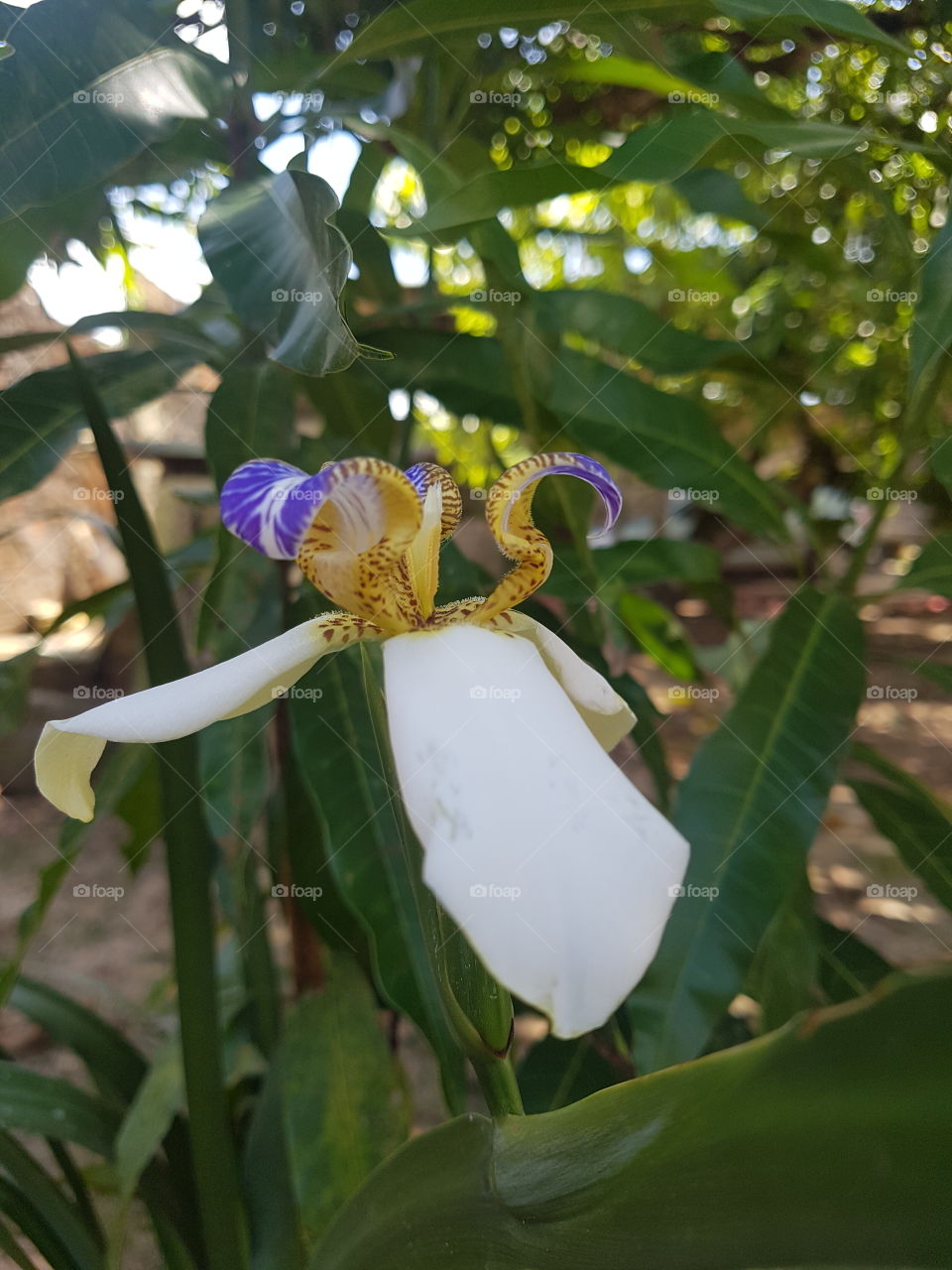 Felicidade é orquídeas no Jardim.