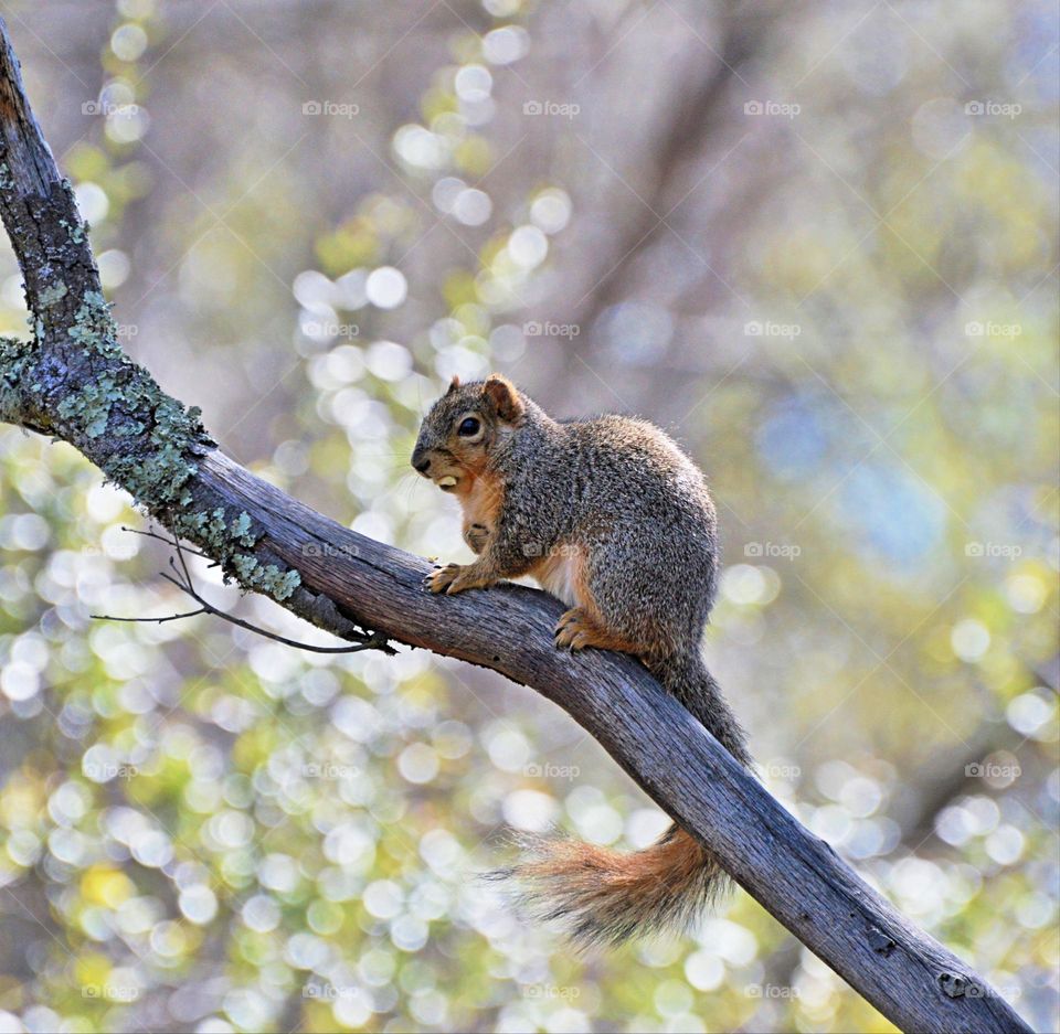Close up of a squirrel eating in a tree on beautiful sunny day