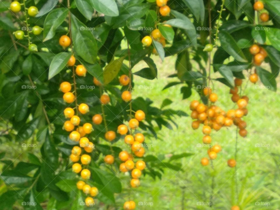 Yellow Berries