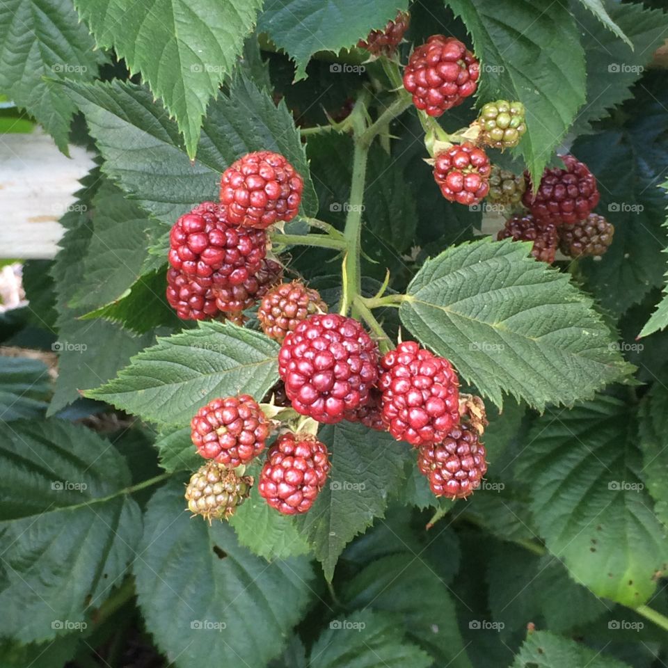 Berries