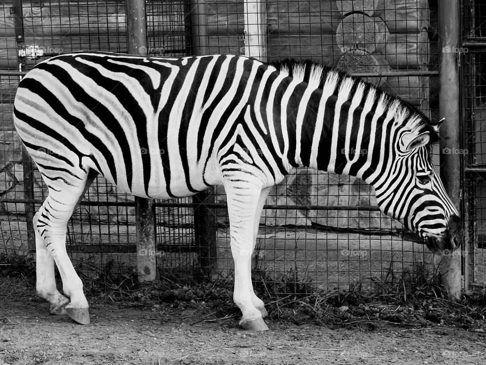Animal team's. ..zebra