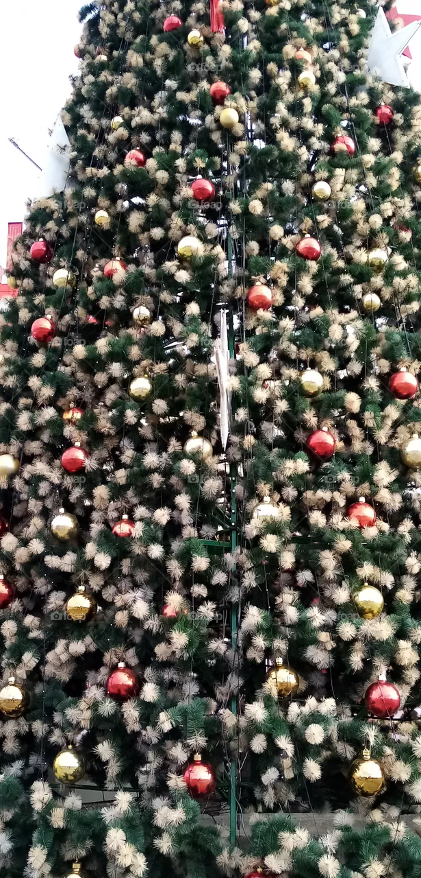 Tannenbaum